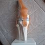 Life Size Flexible Knee Joint Anatomical Model Skelton Functional Ligament Medical Model in Perfect Condition Image 2