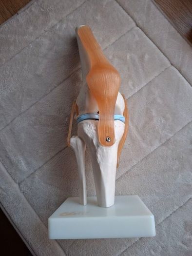 Life Size Flexible Knee Joint Anatomical Model Skelton Functional Ligament Medical Model in Perfect Condition