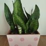 Snake plant Image 10