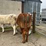 Cow makers castlerea mart Image 9