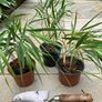 Japanese Forest Grass - Hakonechloa macra Image 3