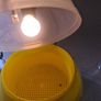 egg incubator Image 4