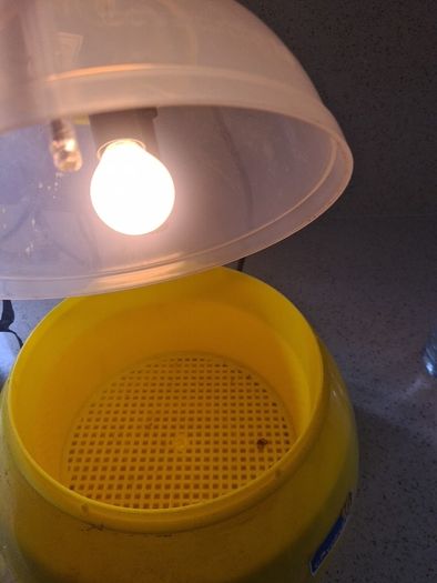 egg incubator