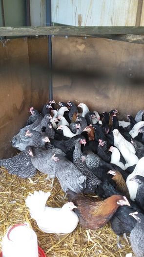 Pullets/hens/roosters/point of lay/