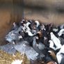 Hens, point of lay pullets Image 10
