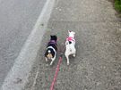 Dog home boarding Image 7