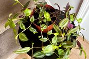 tradescantia zebrina