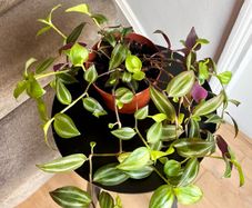 tradescantia zebrina