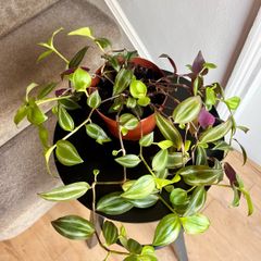 tradescantia zebrina