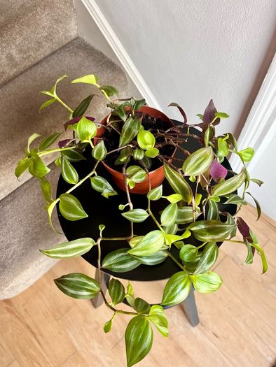 tradescantia zebrina