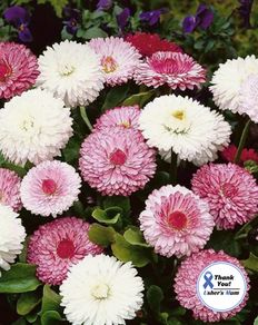(D) Montrosa Daisy Seeds 0.1g (188951)
