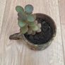Jade plant Image 2