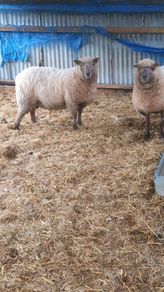 7 purebred registered vendeen ewes genuine sheep