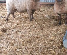 7 purebred registered vendeen ewes genuine sheep