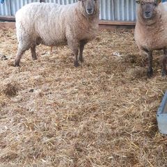 7 purebred registered vendeen ewes genuine sheep