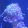 coral Image 2