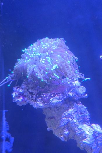 coral