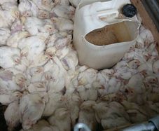 Permaculture Broiler Chickens