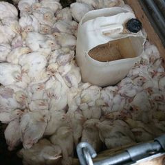 Permaculture Broiler Chickens
