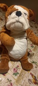 teddy