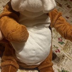 teddy