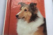 Shetland sheepdogs by Beverly Pisano