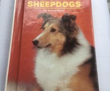 Shetland sheepdogs by Beverly Pisano