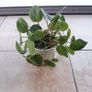 Chinese Money Plants - Pilea peperomioides Image 5