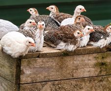 Hens, Ducks, Guinea.