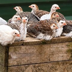 Hens, Ducks, Guinea.