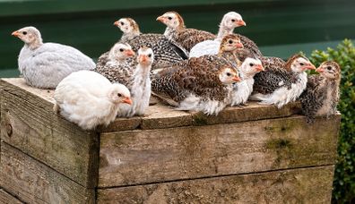 Hens, Ducks, Guinea.
