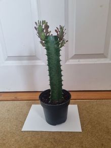 Euphorbia Trigona Rubra succulent