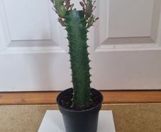 Euphorbia Trigona Rubra succulent