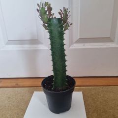 Euphorbia Trigona Rubra succulent