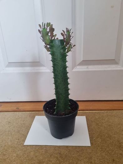Euphorbia Trigona Rubra succulent