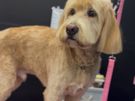 dog grooming Image 3