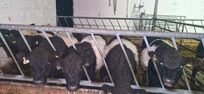 Weanlings