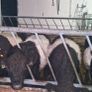 Weanlings Image 4