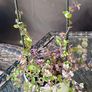 indoor plant Image 4