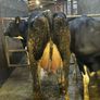 Fresh calved heifers Image 6