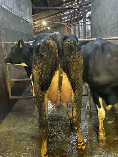 Fresh calved heifers