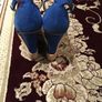Zara Shoes size EU-39, UK-6 Image 3