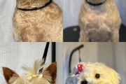 dog grooming