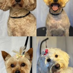 dog grooming