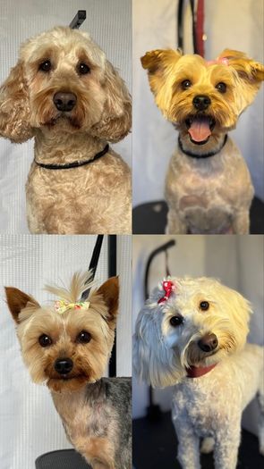 dog grooming