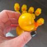 Ducks Image 4