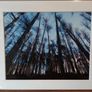 Mounted Original Photography - Wicklow Trees Image 4