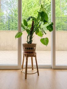 Ikea Handmade Rattan Plant Stand/ Pot With Monstera Plant