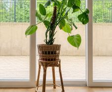 Ikea Handmade Rattan Plant Stand/ Pot With Monstera Plant
