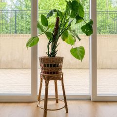 Ikea Handmade Rattan Plant Stand/ Pot With Monstera Plant